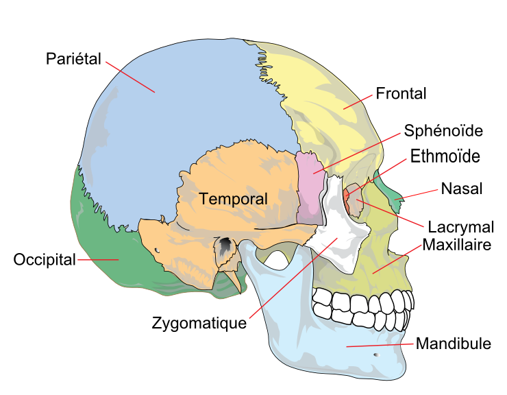 Crâne (anatomie humaine) — Wikipédia