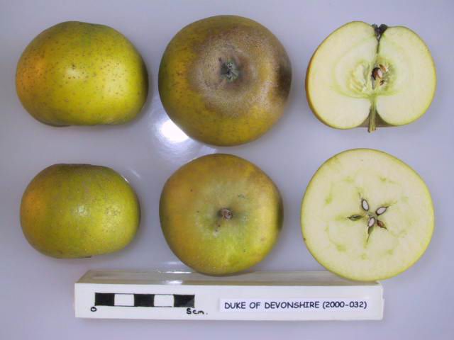 File:Cross section of Duke of Devonshire, National Fruit Collection (acc. 2000-032).jpg