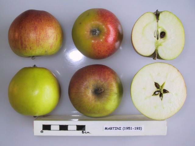 File:Cross section of Martini, National Fruit Collection (acc. 1951-193).jpg