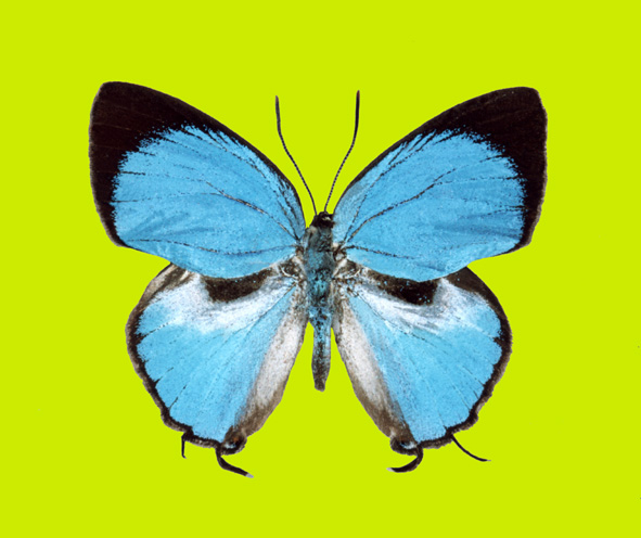 File:Dacalana mio male upperside.jpg