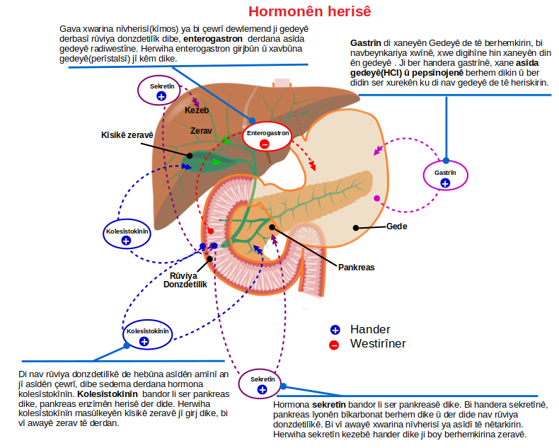 File Digestion Hormones Ku Png Wikimedia Commons