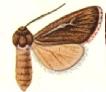 Agrotis dollii