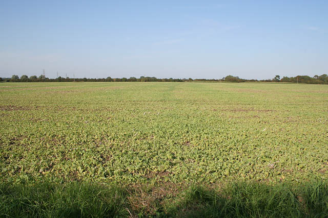 File:Farmland off Longmoor Lane - geograph.org.uk - 237199.jpg