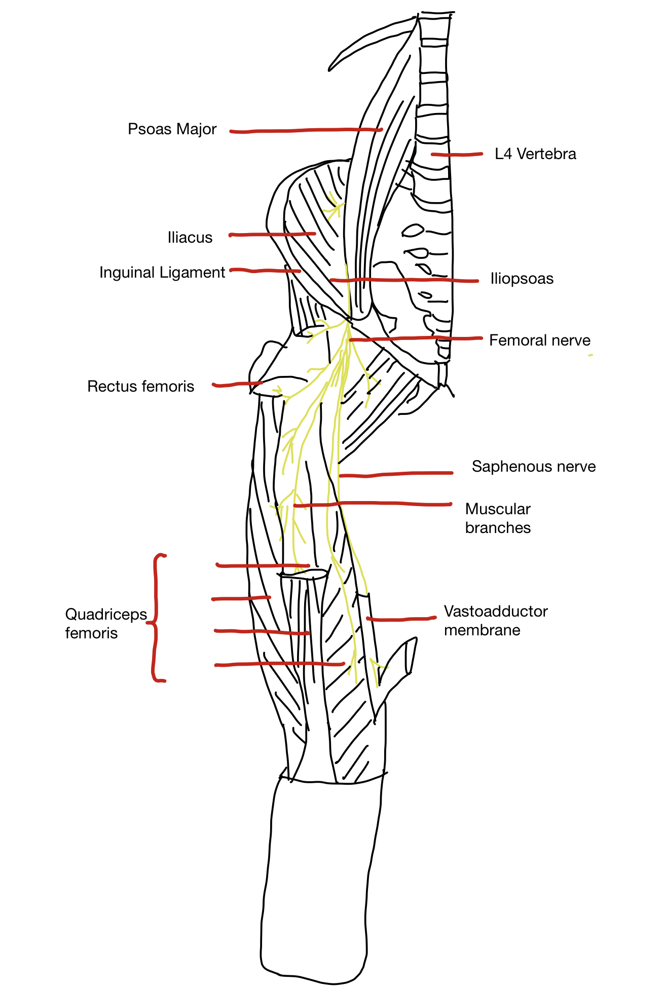 femoral nerve anatomy