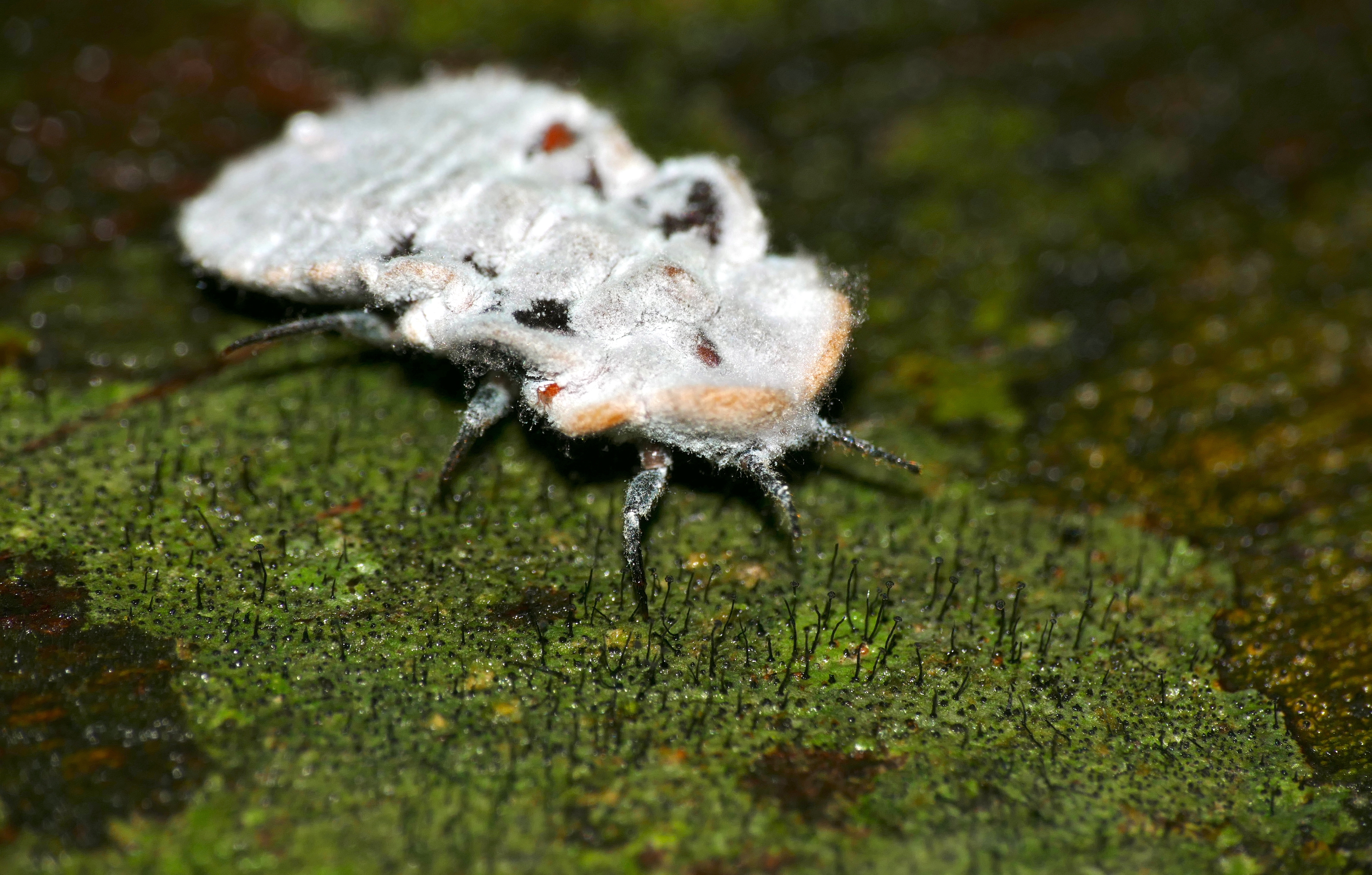 Scale insect - Wikipedia