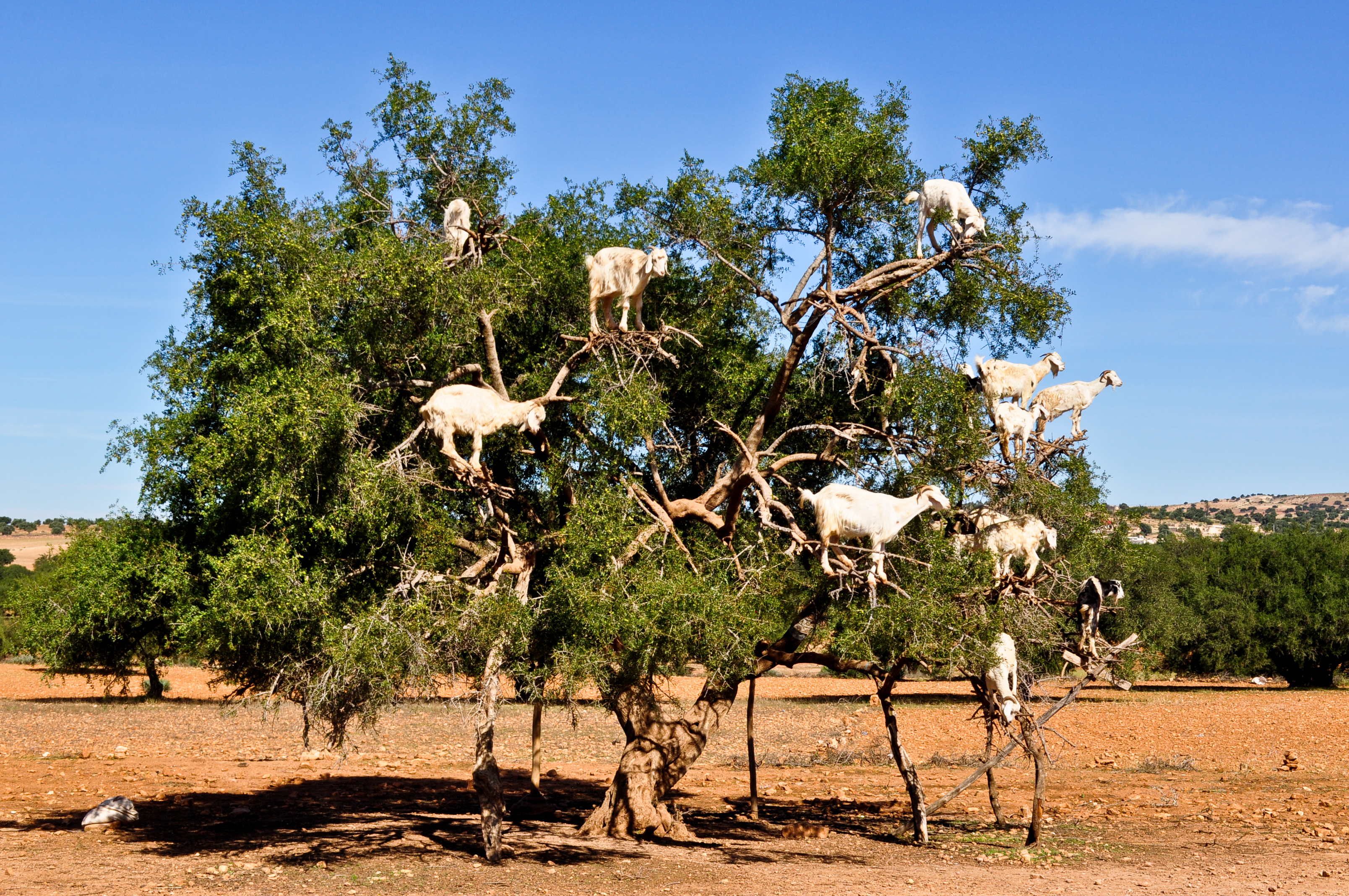 File:Goats in an argan tree  - Wikimedia Commons