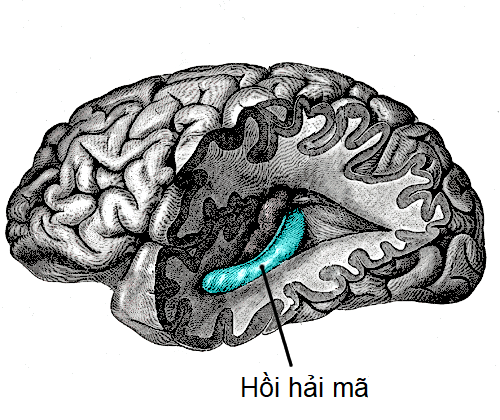 Hồi hải mã – Wikipedia tiếng Việt