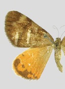 Hagnagora ignipennis male.jpg