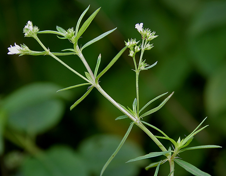 File:Houstonia nigricans in Hyderabad, AP W IMG 0057.jpg