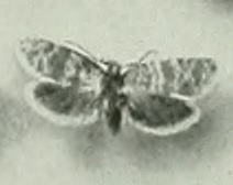 <i>Isotrias joannisana</i> Species of moth