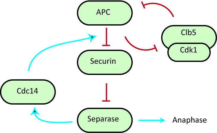 An Introduction to Molecular Biology/Cell Cycle - Wikibooks, open