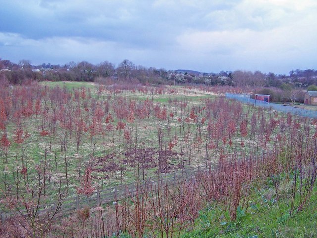 File:Newly planted woodland, Sittingbourne - geograph.org.uk - 733160.jpg