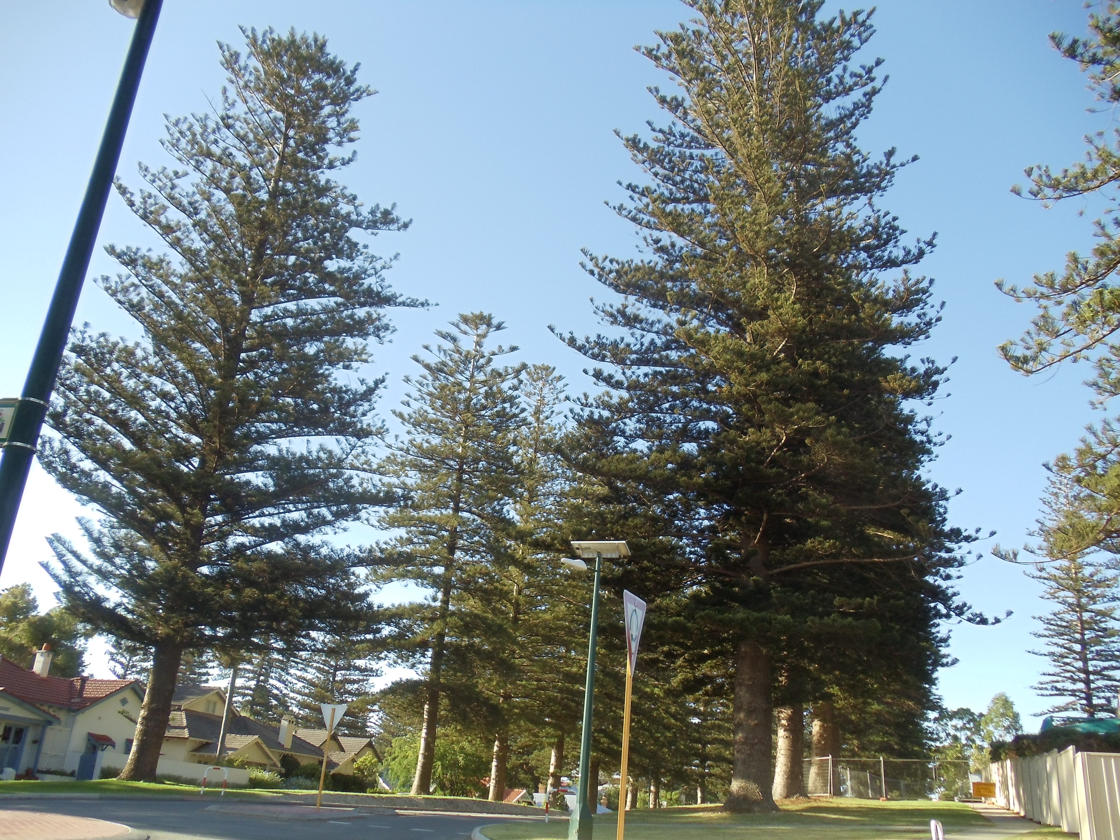 File Norfolk Island Pine Trees On Broome Street In Cottesloe Western Australia Jpg Wikimedia Commons