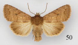 <i>Nudorthodes variabilis</i> Species of moth