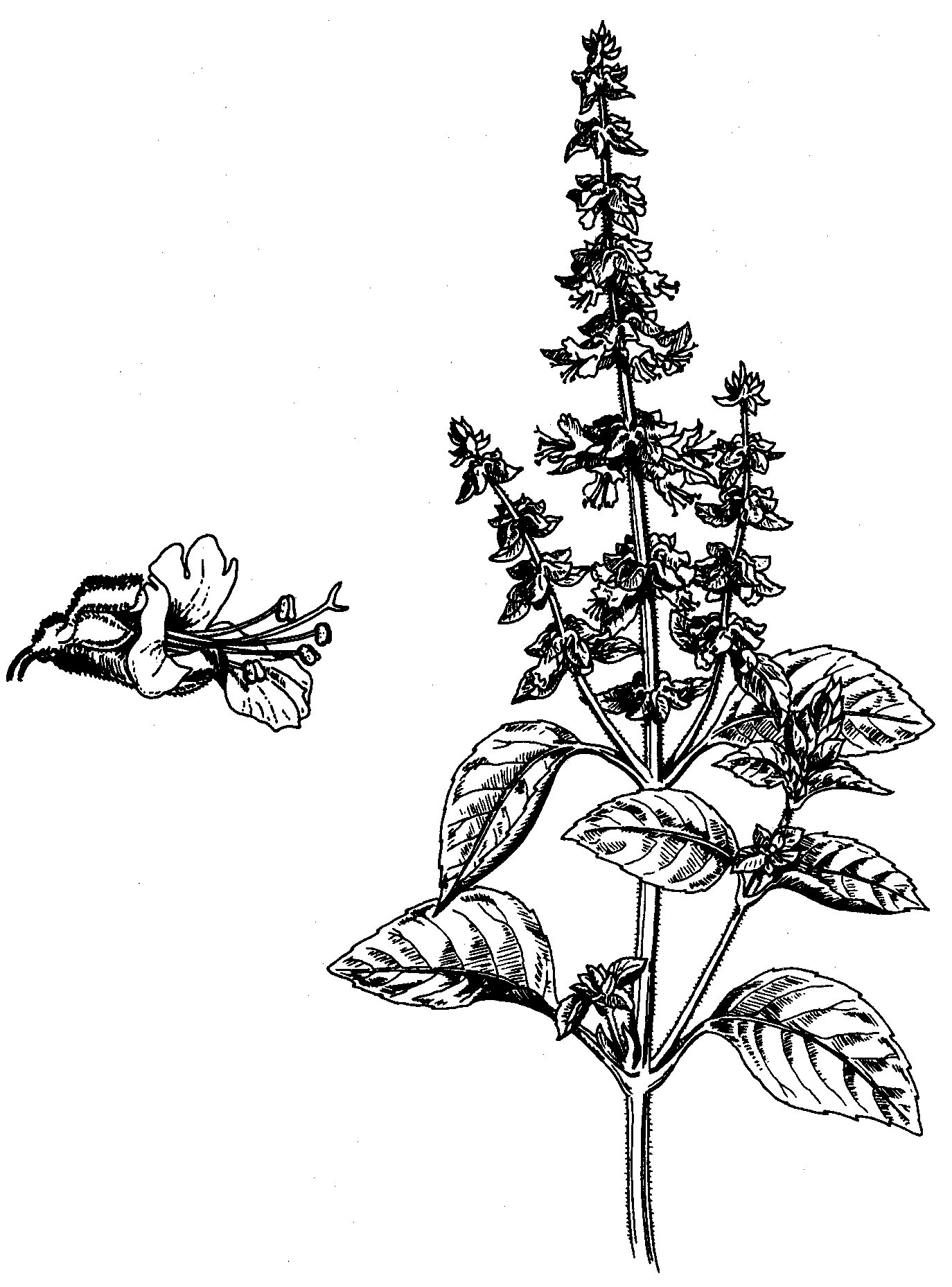 Basilicum officinalis