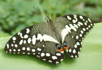 File:Papilio Demodocus Citrus Swallowtail Zanzibar.jpg