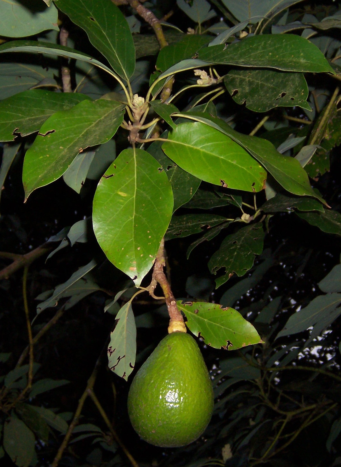 Avocat Fruit Wikipedia