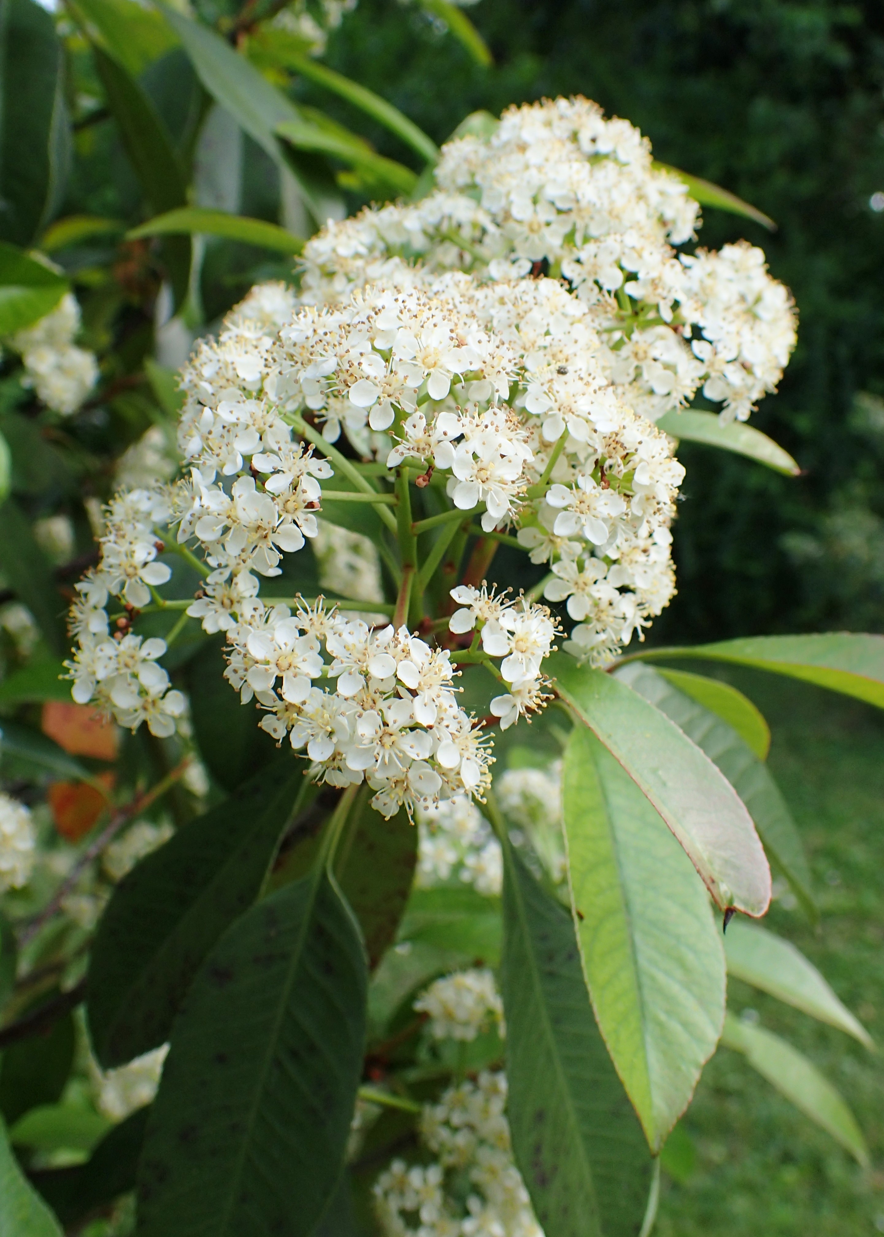 Résultat de recherche d'images pour "photinia"