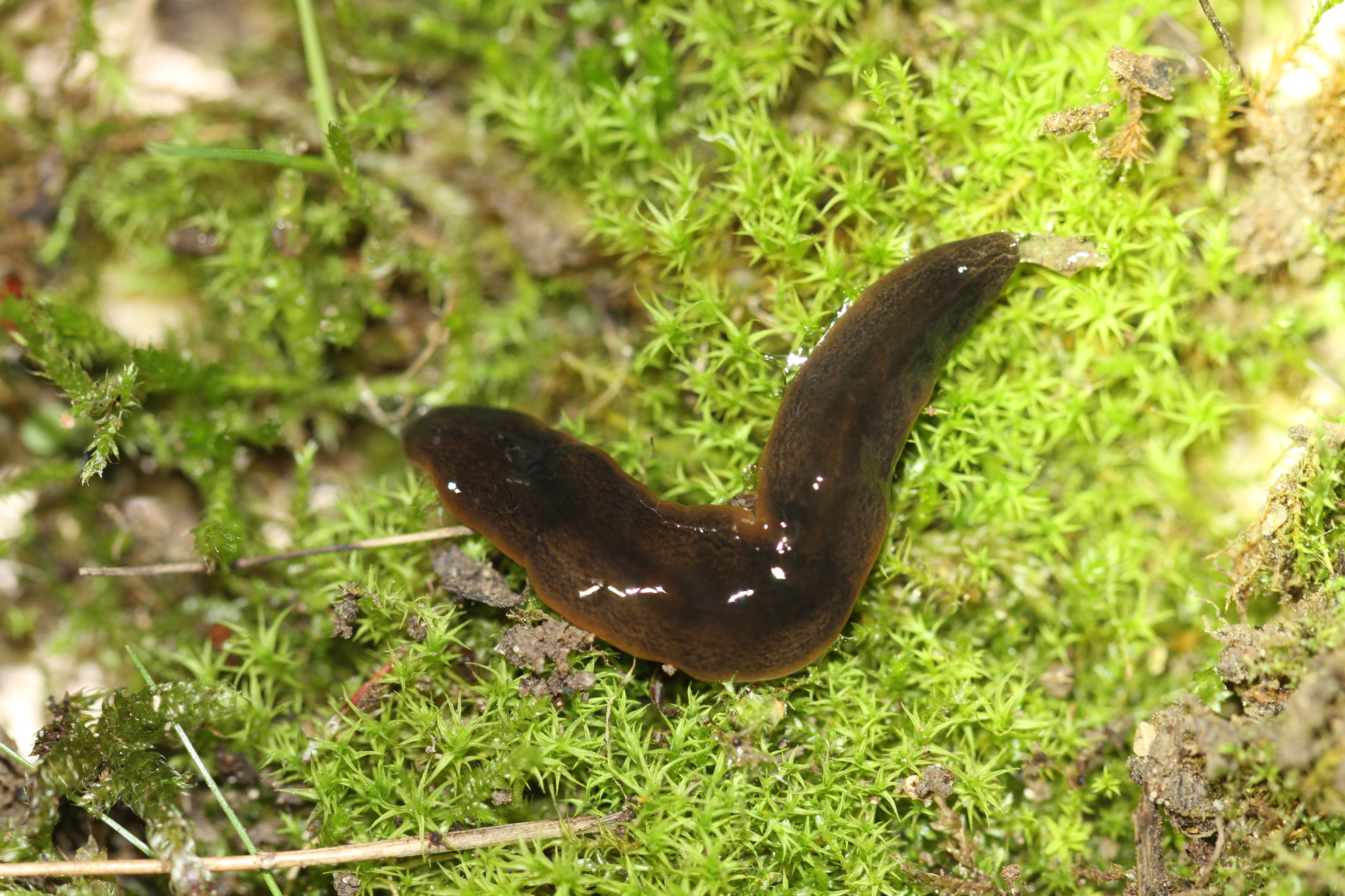 planaria