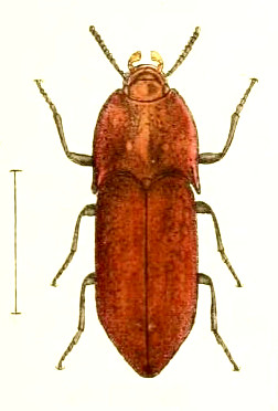 Psorochroa granulata