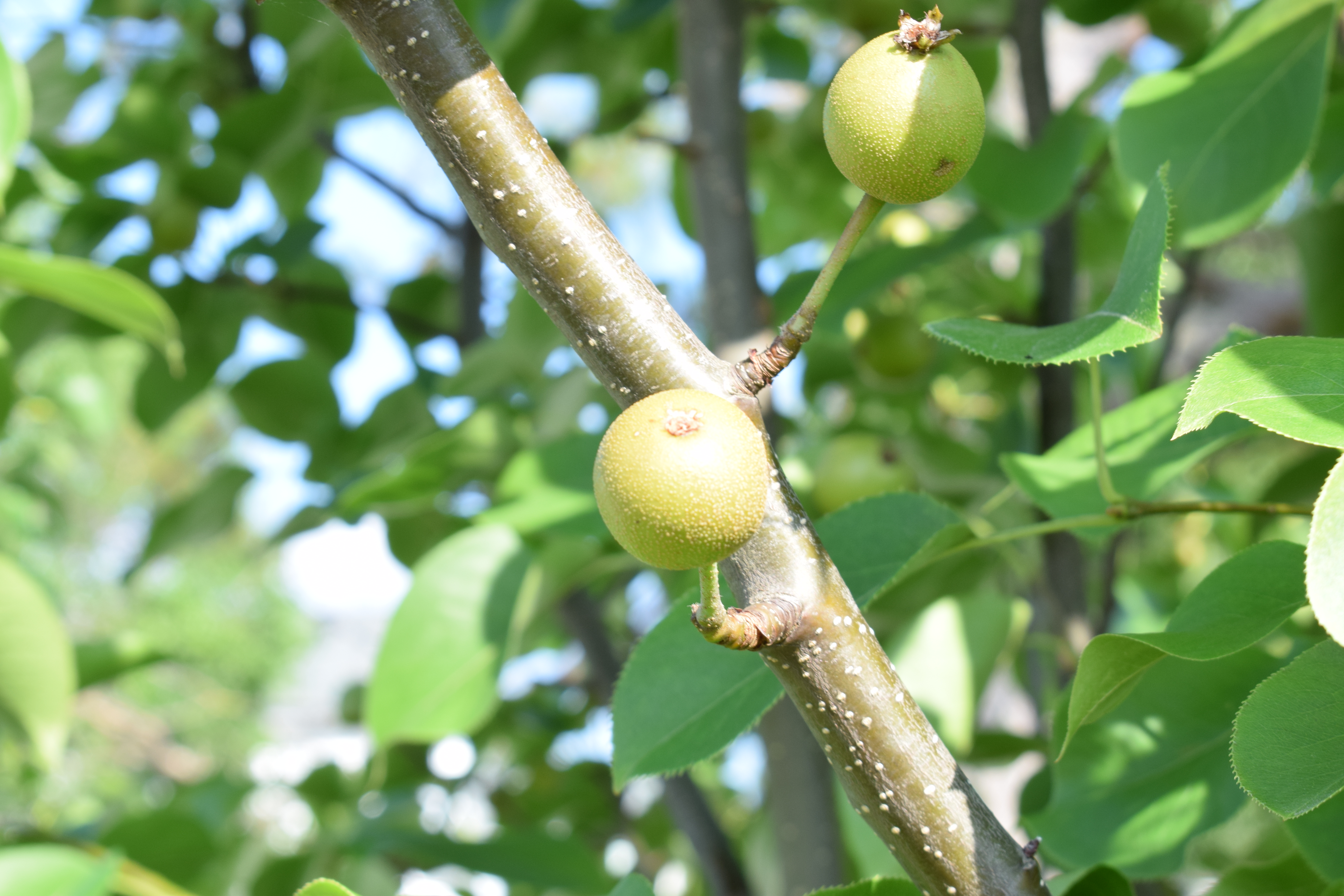 Pyrus betulifolia