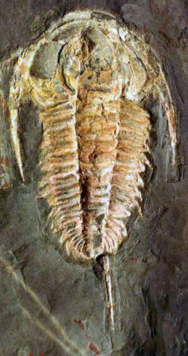 <span class="mw-page-title-main">Redlichiina</span> Extinct suborder of trilobites