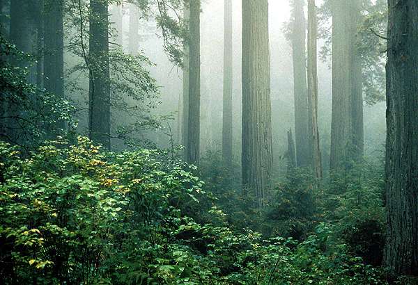 Redwood_and_fog