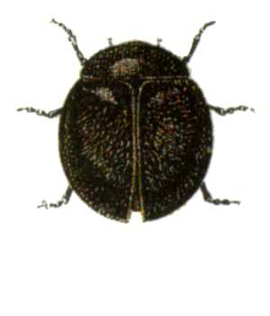 Coccidulinae