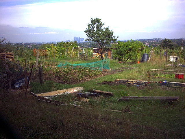 File:Rosendale Allotments on Knight's Hill. - geograph.org.uk - 49417.jpg