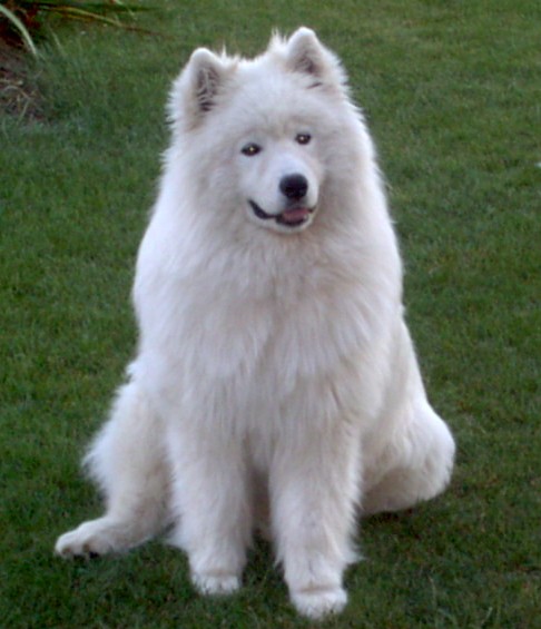 File:Samojed....jpg