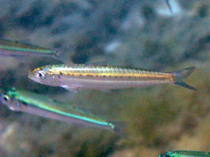 File:Sardina pilchardus Sardinia 1.JPG