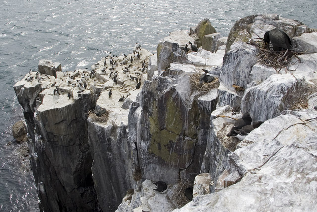 Sea cliffs on Inner Farne - geograph.org.uk - 806791