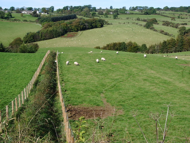 Sheep - geograph.org.uk - 577814