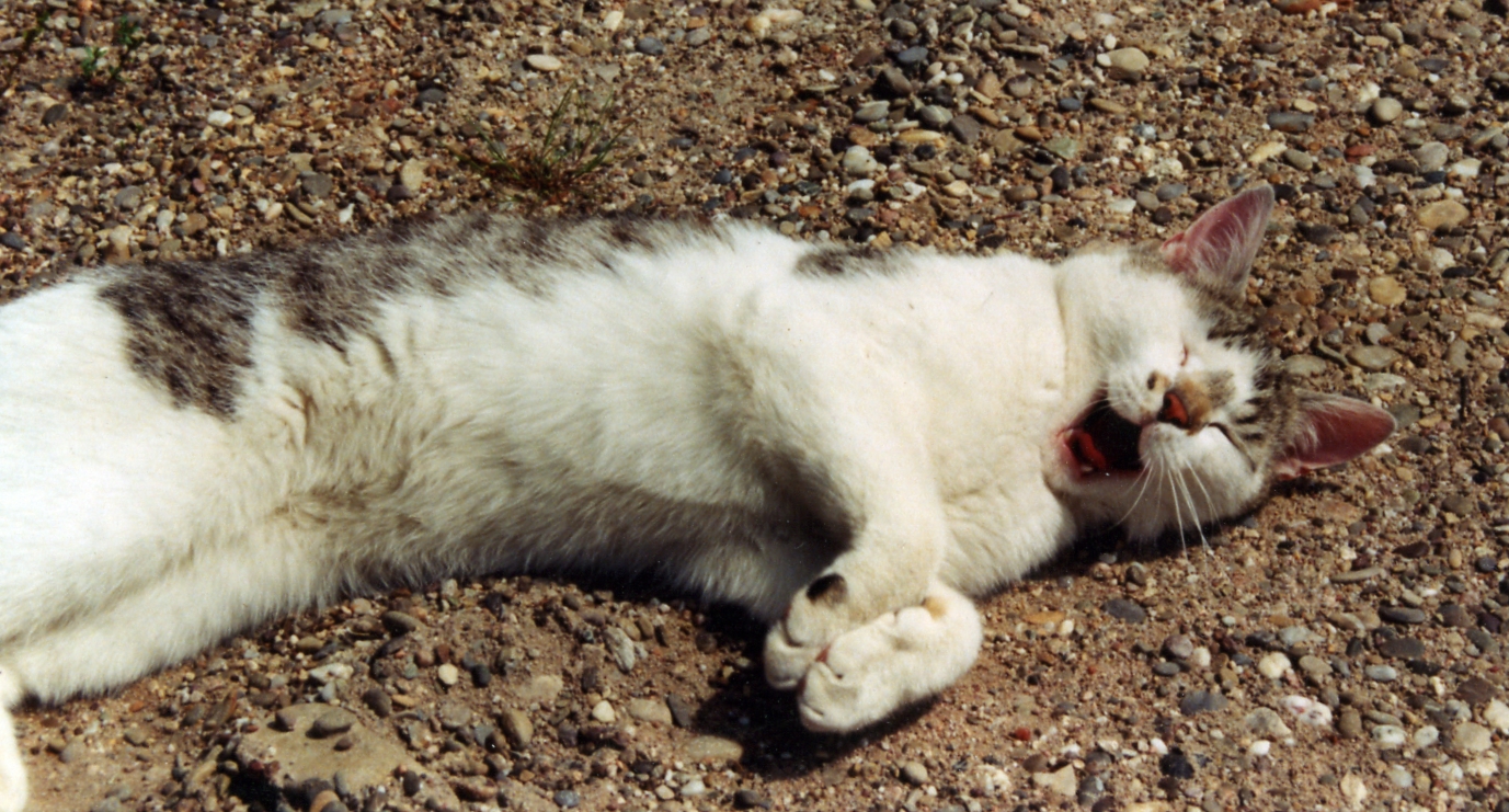 dead white cat