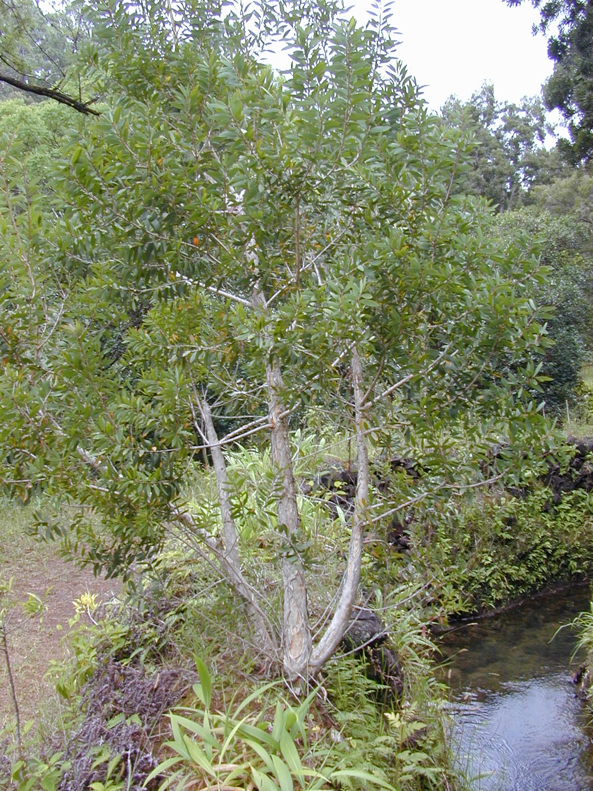 Melaleuca - Wikipedia, la enciclopedia libre