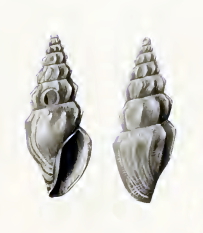 Stellatoma rufostrigata 001.jpg