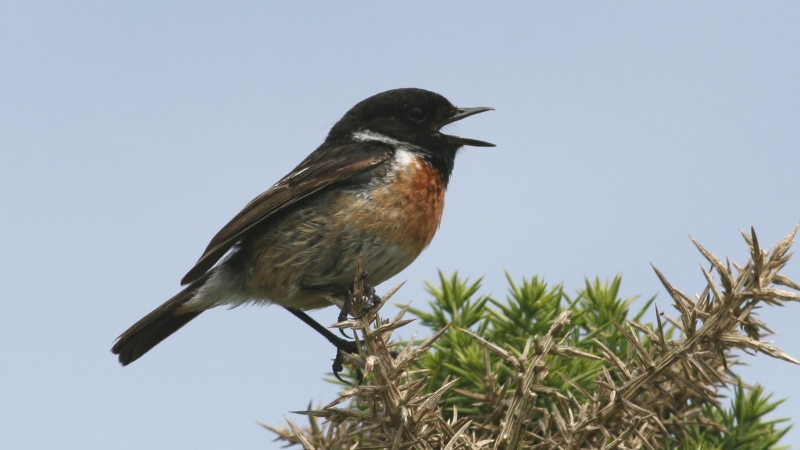 File:Stonechat (Saxicola rubicola) (1).jpg