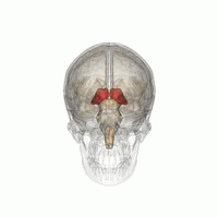視床を様々な角度から眺めた動画。赤色で示す領域が視床。左右の視床の間の細い隙間は第三脳室。（画像出典：Anatomography）