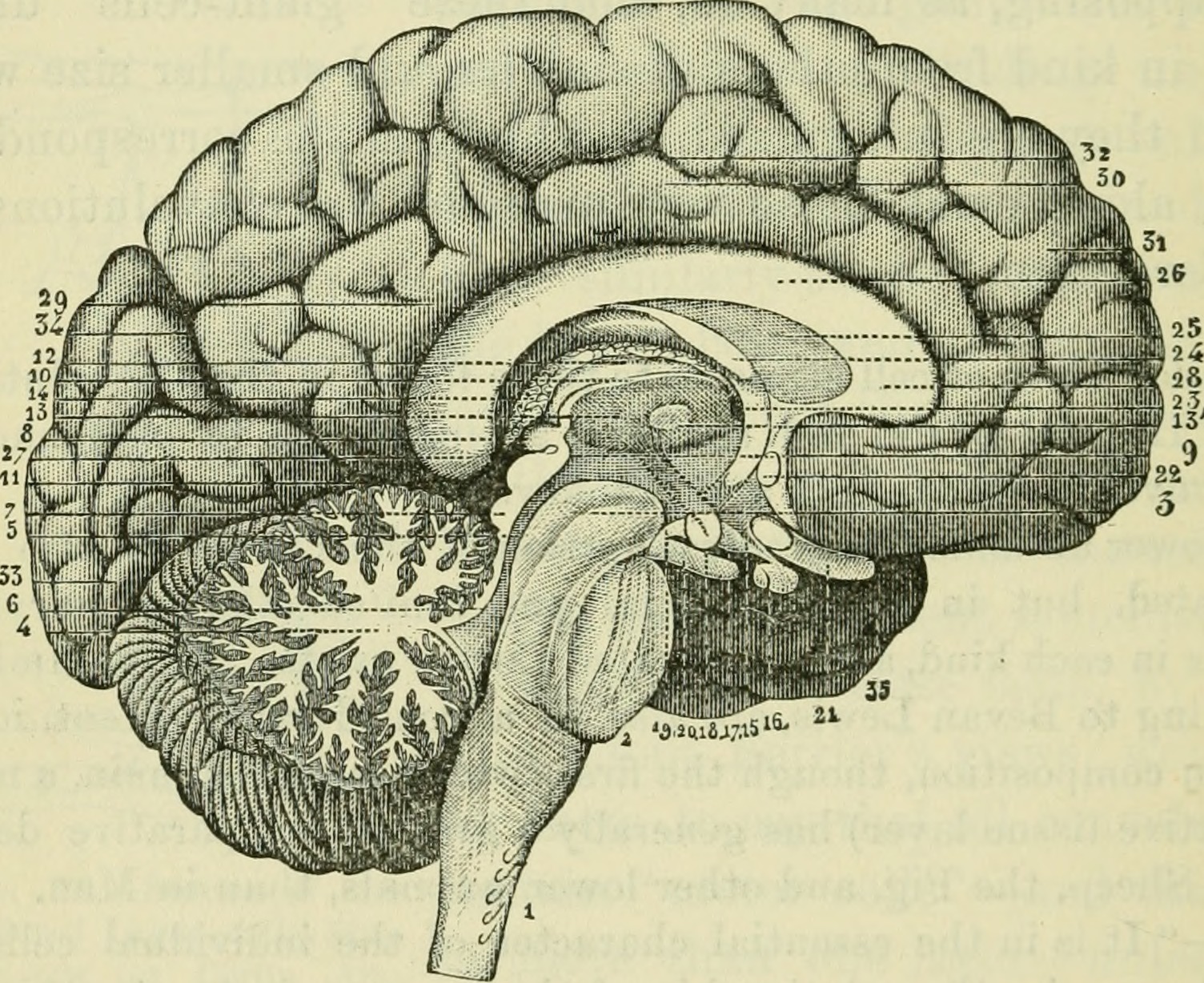 Мозг рисунок анатомия