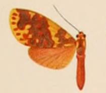 <i>Trichromia persimilis</i> Species of moth