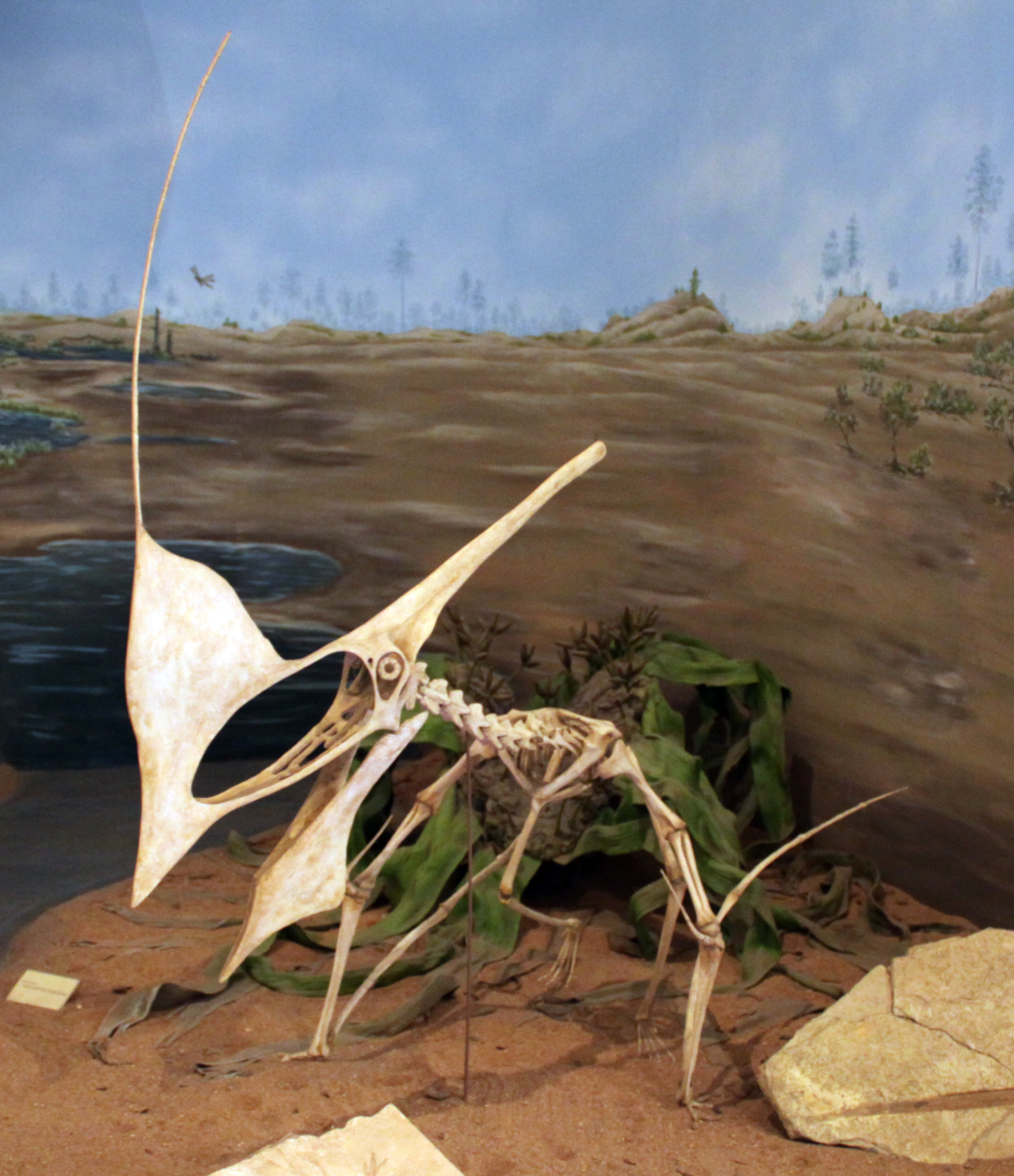 Crested pterodactyl inspires aircraft design