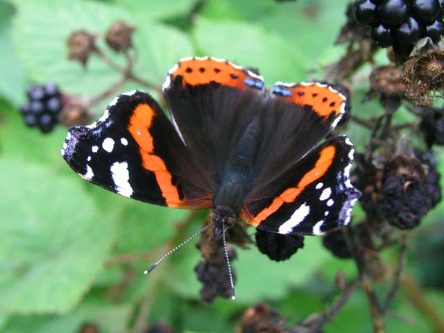 File:Vanessa atalanta - geograph.org.uk - 398310.jpg