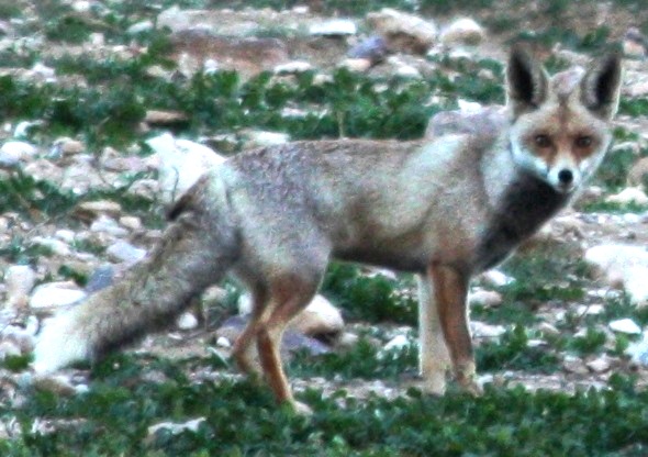 File:Vulpesvulpesarabica.JPG