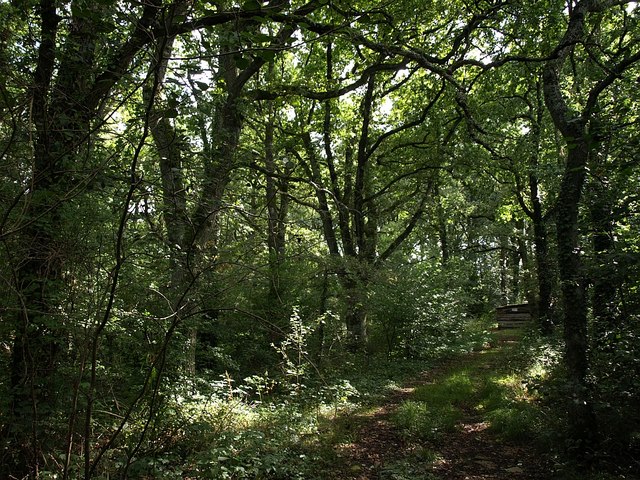 File:Woodland near Denbury - geograph.org.uk - 944838.jpg