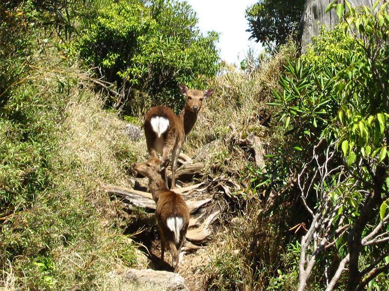 File:YakuSika in Japan 001.JPG