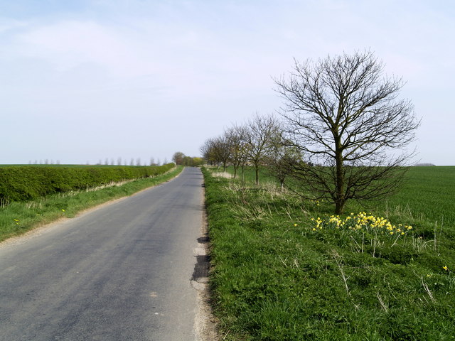 File:Young Trees and Daffodils - geograph.org.uk - 402798.jpg