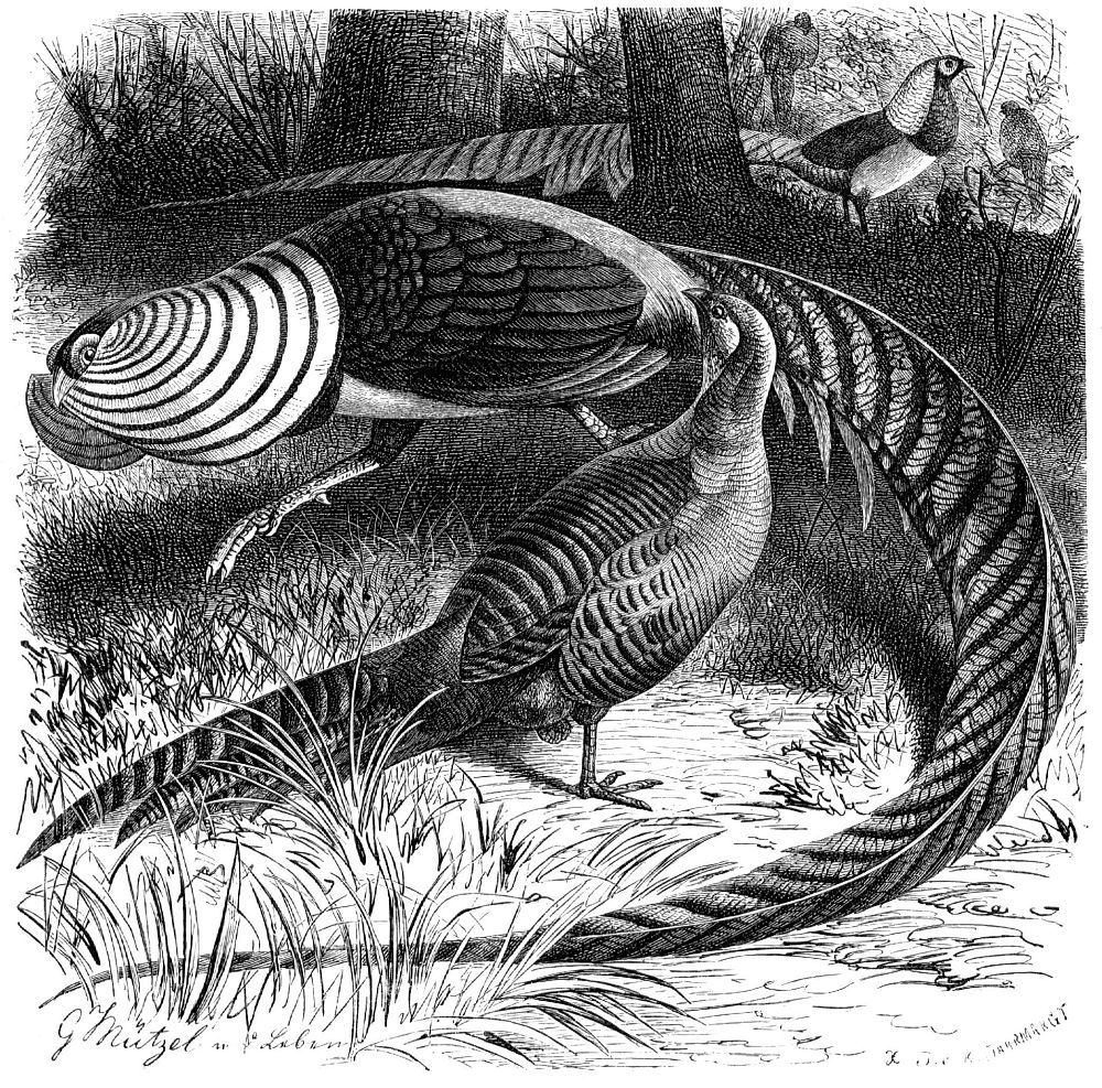 Chrysolophus amherstiae иллюстрация