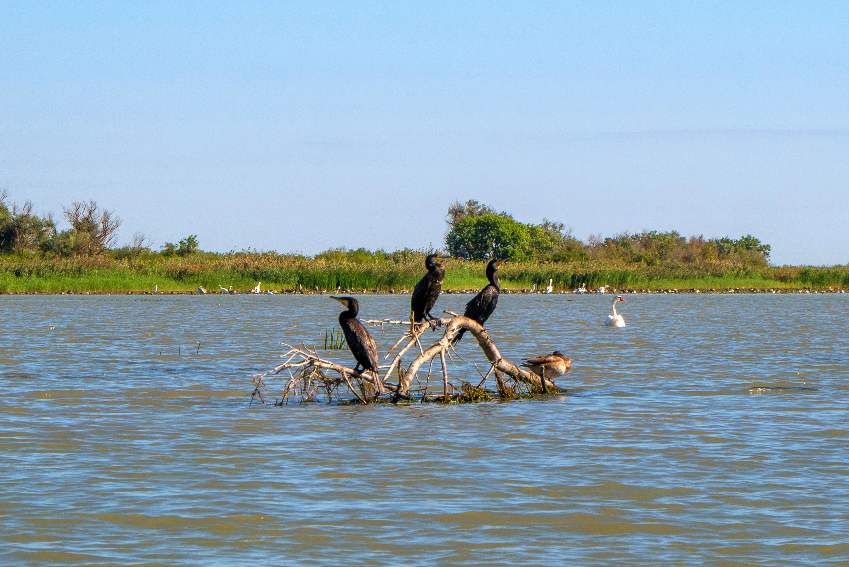 Село баклани