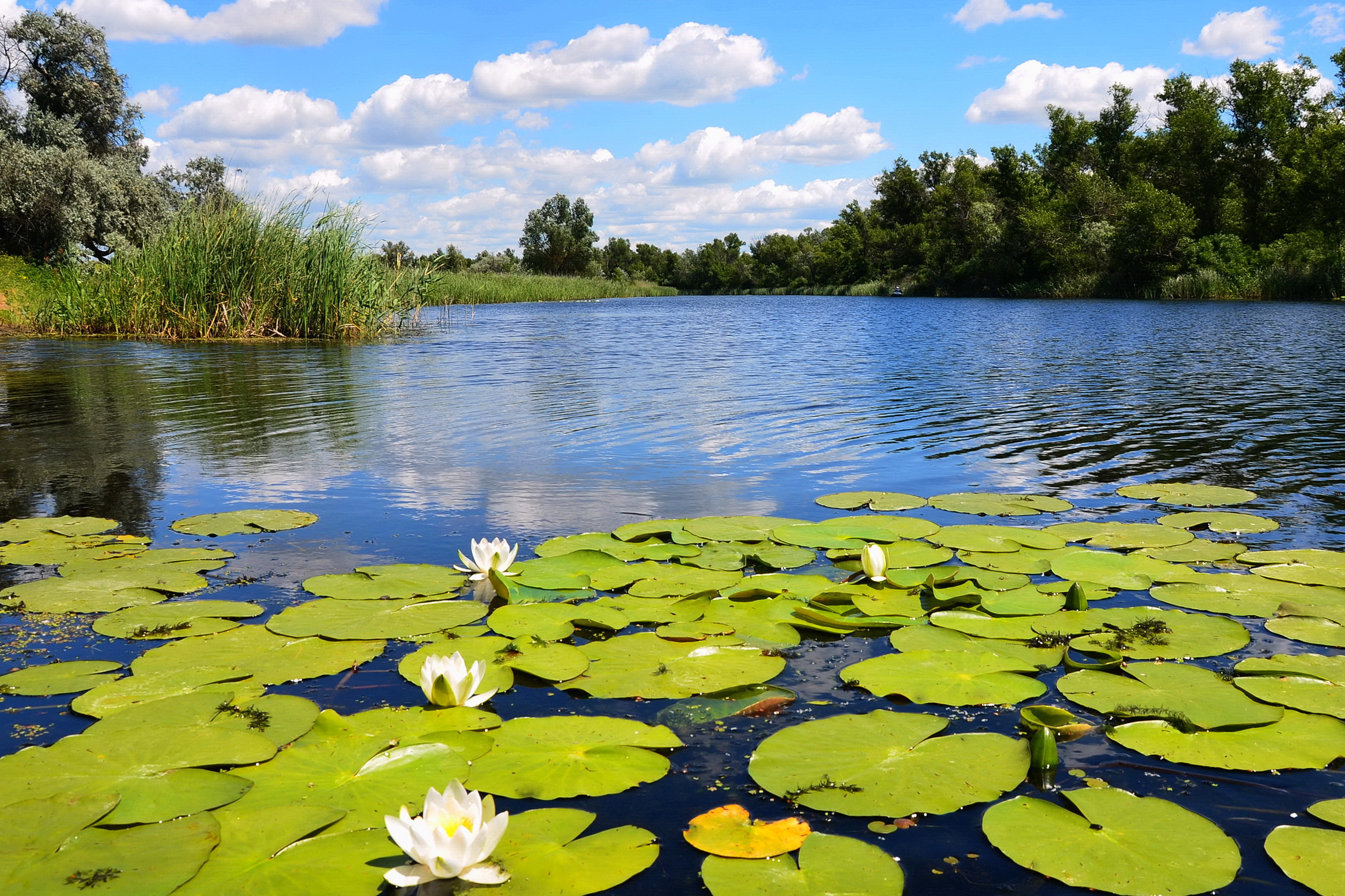 Пресноводные реки и озера. Кувшинки в Белгороде. Пресные водоемы. Чистый водоем. Пресноводный водоем.