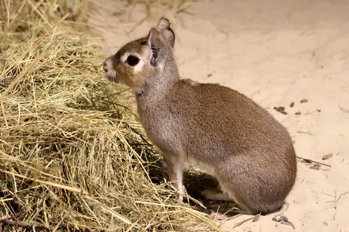 File:Чакоанская, или чакская, или малая мара (Dolichotis salinicola), Chacoan mara, Kleiner Mara, Tierpark Berlin Friedrichsfelde, 10.2012.jpg